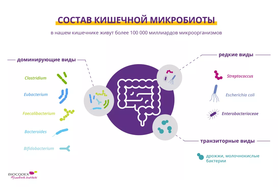 Дисбактериоз кишечника – симптомы, причины, признаки и методы лечения у взрослых в «СМ-Клиника»